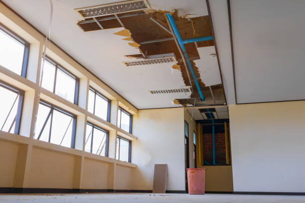 Best Professional water damage repair  in Penitas, TX