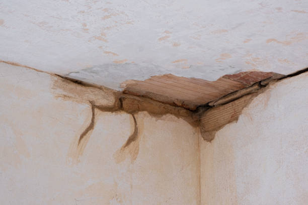 Best Water damage cleanup near me  in Penitas, TX