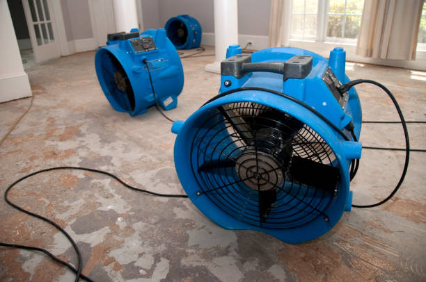 Best Water damage contractors near me  in Penitas, TX